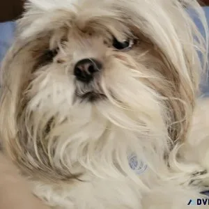 Pure Breed AKC CertifiedPedigree Shih Tzu Puppies