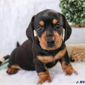 Dachshund Puppies