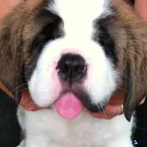 Cute Saint Bernard Pups