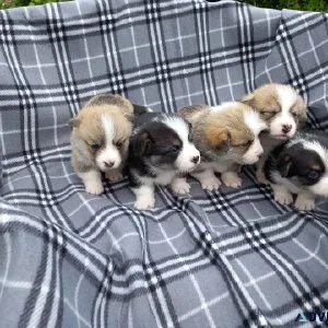 Awesome Pembroke Welsh Corgi Puppies Awaiting a New Home