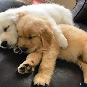 Trained Golden Retrievers