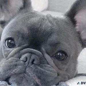 Blue French Bulldog Puppies For Sale