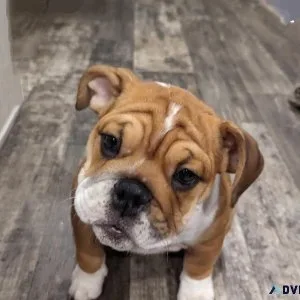 English Bulldog