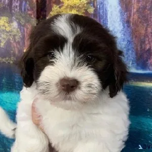 Miniature poodle puppies with a touch of havanese