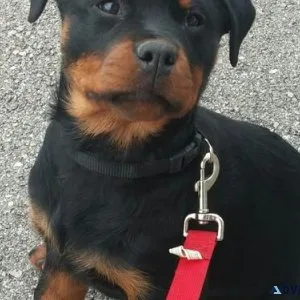 likable expert German rottweiler puppies for Sale