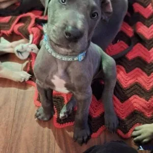 Great Dane Puppies