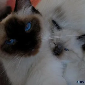 Cute Ragdoll Kittens for Adoption