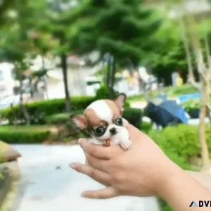 teacup Chihuahua puppies available 9 weeks old