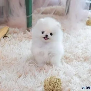 fluffy white coat teacup Pomeranians available