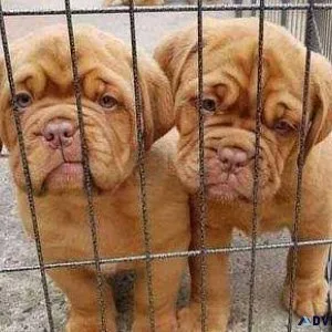 Lovely Napolion Mastiff Puppies
