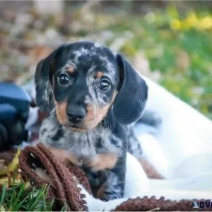 CKC Registered Miniature Longhair Dachshunds