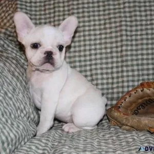 Adorable French Bulldog Puppies