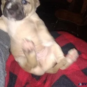 Mix breed puppies