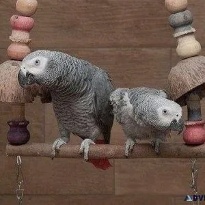 CONGO GREY PARROTS FOR SALE