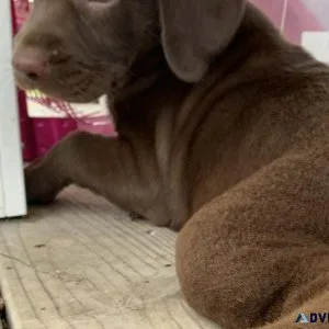 AKC LABRADOR RETRIEVER PUP