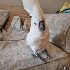 Chrismas Tame Male and Female Umbrella Cockatoo for Sale