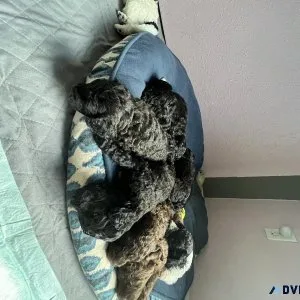 Miniature GoldenDoodles