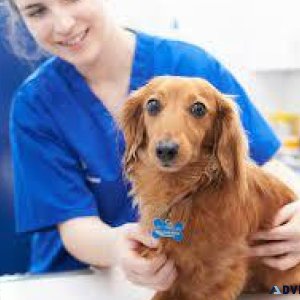 Noida s Trusted Veterinary Doctor in Sector 137