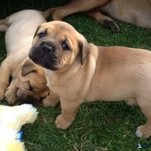 Affordable Bull Mastiff Puppies