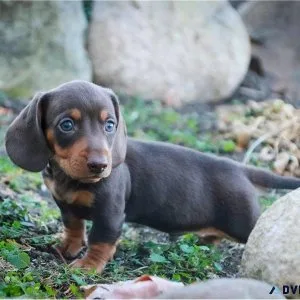 CKC Registered Miniature Longhair Dachshunds