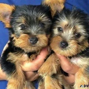 Cute Teacup Yorkie Pups