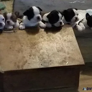 Boston Terrier pups