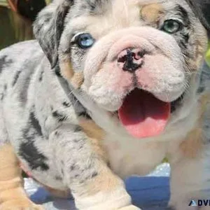 Lovely English Bulldog Pups