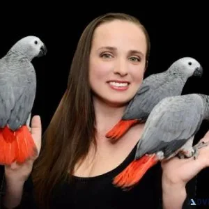 African grey parrots for sale