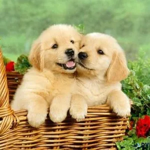 Healthy Golden Retriever Pups