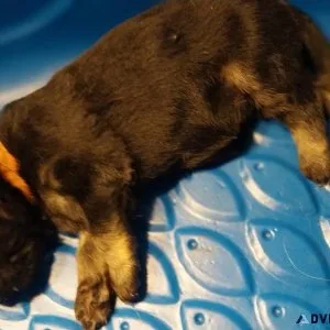 German Shepherd Long Coat puppies