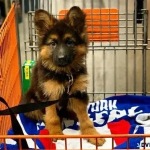 Adorable Trained German Shepherds