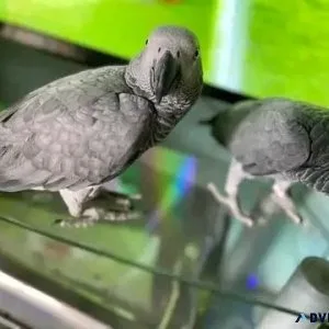 African grey parrots for sale