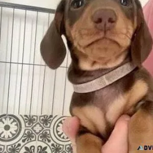 Adorable dachshund puppies