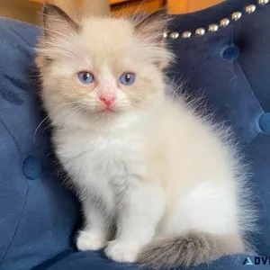 Cute Ragdoll Kittens for Adoption