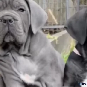 Cane Corso