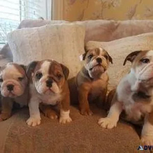 Male and Female English Bulldog Ready Now