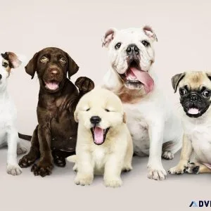 Any types of Dogs