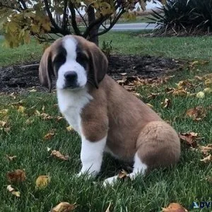 Saint Bernard Puppy