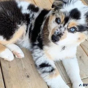 Lovely Australian Shepherd Puppies
