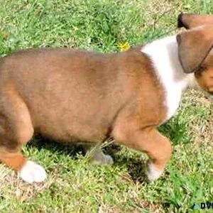 Quality Boxer pups