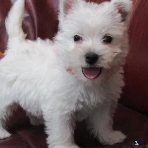 West Highland White Terrier Puppies