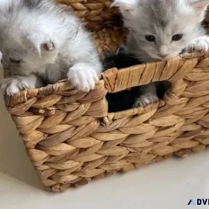 Maine Coon Kittens Available