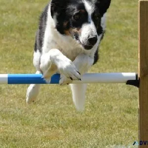 Best Dog Trainer in Kochi  Expert Guidance
