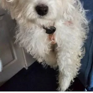 Toy poodle