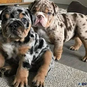 Wrinkled Merle English Bulldogs