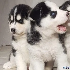 Gorgeous Siberian husky puppies