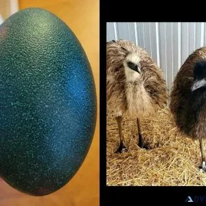 Fertile Fresh Emu Eggs for Hatching