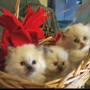 Himalayan Kittens of European Roots