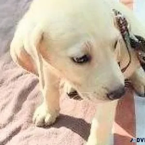 Labrador Retriever puppies