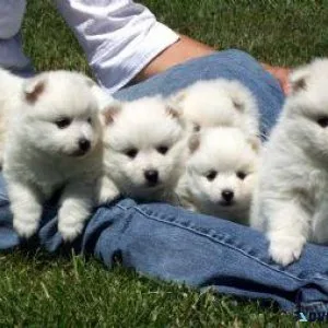 Lovely Japanese Spitz Puppies